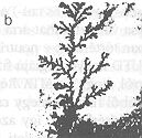 1b.�bra
