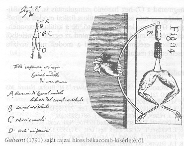 Galvani (1791) saj�t rajzai h�res
b�kacomb-k�s�rlet�r�l