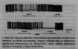 5. �bra