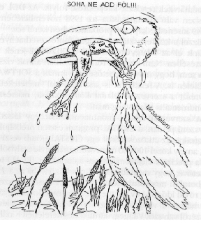 16.
&aacute;bra