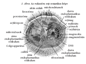 1. �bra