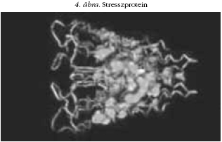 4. ábra