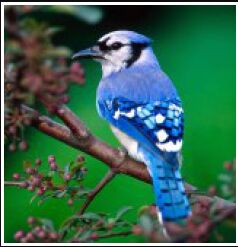 fot�6