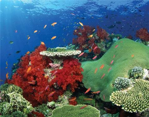 Fiji-2