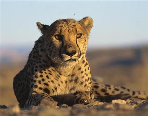 Africa-Botswan-5