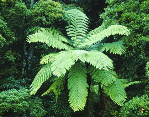 NewZealand-5