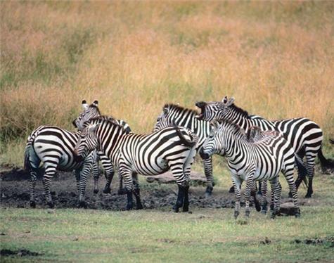 Africa-Botswana-1