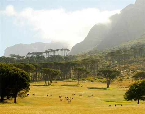 Africa-CapeTown-2