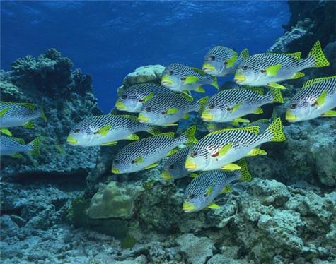 Great Barrier Reef-2