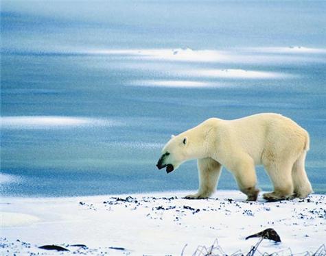 Americas-Antarctica-3
