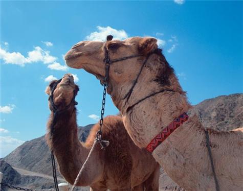 Africa-Egypt-6