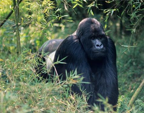 Africa-Rwanda-2