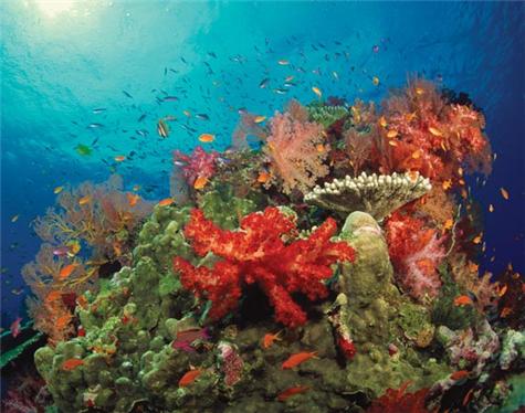 Great Barrier Reef-1