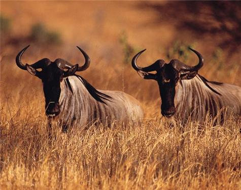 Africa-Tanzania-1