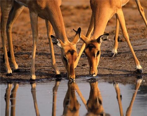 Africa-Botswana-7
