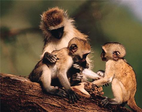 Africa-Kenya-2