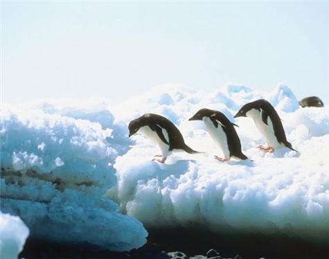 Americas-Antarctica-2