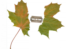 Maple leaf in sunder by razor blade / quapan (flickr)