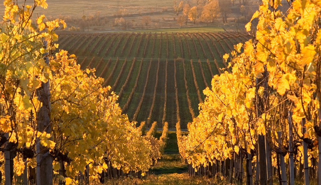 tokaj