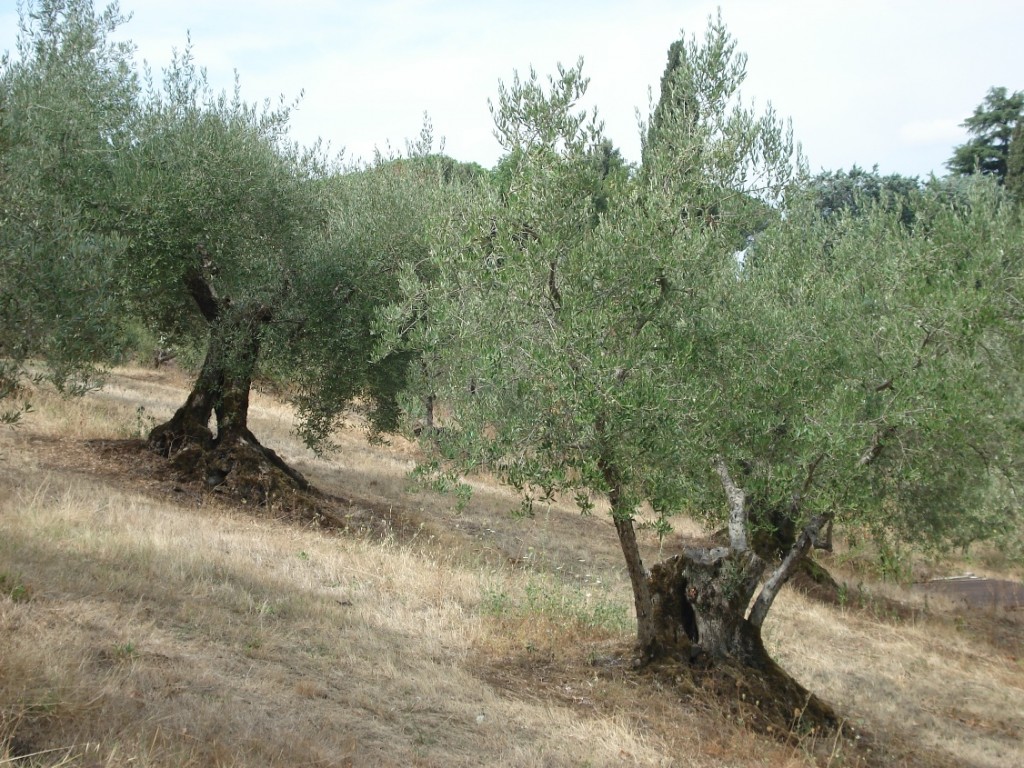 frascati-6